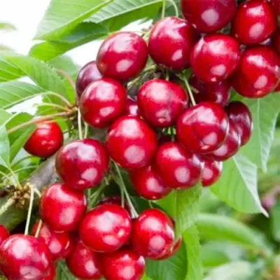 Вишня МАЛЮТКА колонновидная в Слуцке