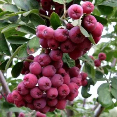 Рябина ТИТАН сладкоплодная  в Слуцке