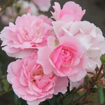 Роза БОНИКА флорибунда в Слуцке