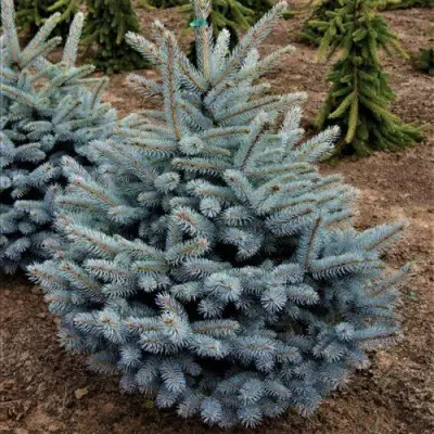 Ель МИСТИ БЛЮ голубая в Слуцке