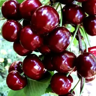 Черешня ОЛЕНЬКА в Слуцке