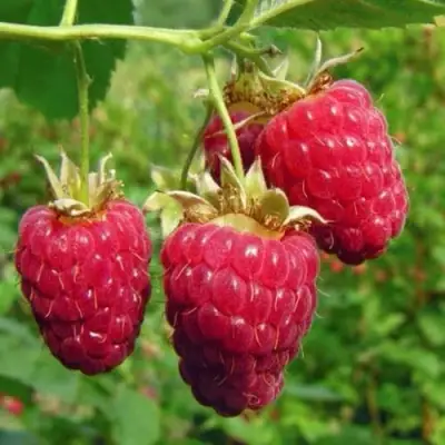 Малина ГОРДОСТЬ РОССИИ в Слуцке