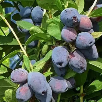 саженцы жимолости блу треже