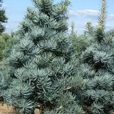 Пихта КОНКОЛОР в Слуцке