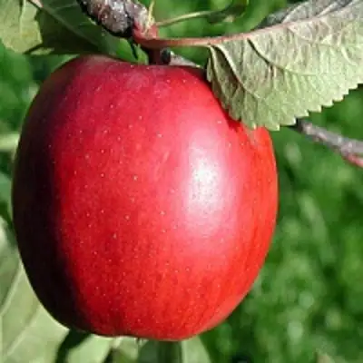 Яблоня РЕДФРИ в Слуцке