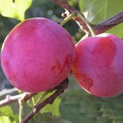 Слива ДЕЛИКАТНАЯ в Слуцке