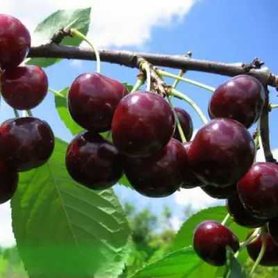 Дюк ЧУДО-ВИШНЯ в Слуцке