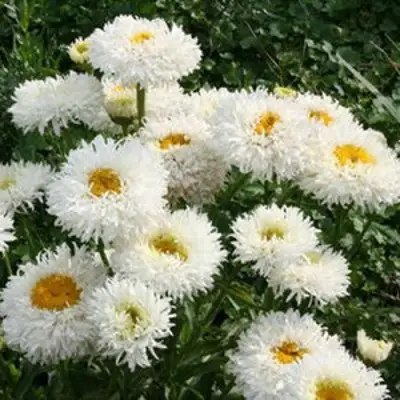 Нивяник КРЕЙЗИ ДЕЙЗИ наибольший в Слуцке