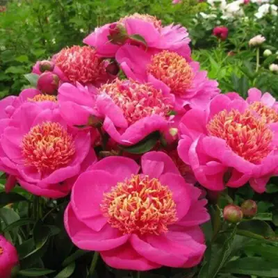 Пион ДОРИН травянистый в Слуцке