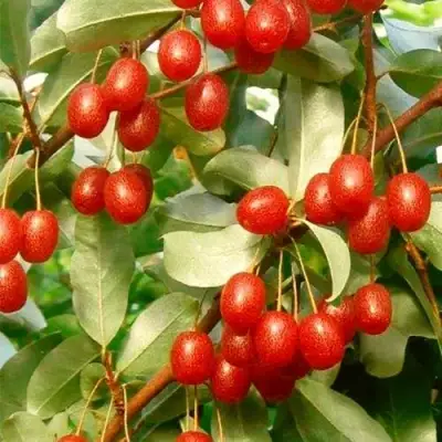 ГУМИ (ЛОХ МНОГОЦВЕТКОВЫЙ) в Слуцке