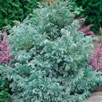 Кипарисовик БУЛЕВАРД горохоплодный в Слуцке