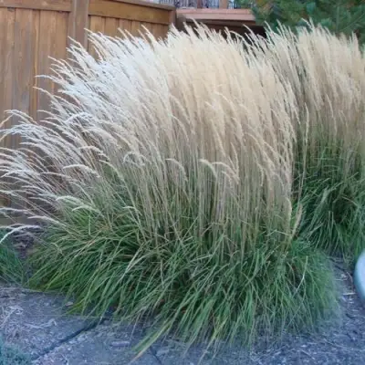 Вейник КАРЛ ФОРСТЕР остроцветковый в Слуцке