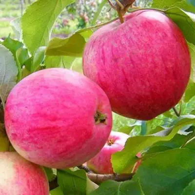 Яблоня РОЗОВЫЙ НАЛИВ в Слуцке