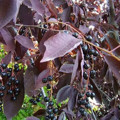 Черемуха виргинская ШУБЕРТ в Слуцке