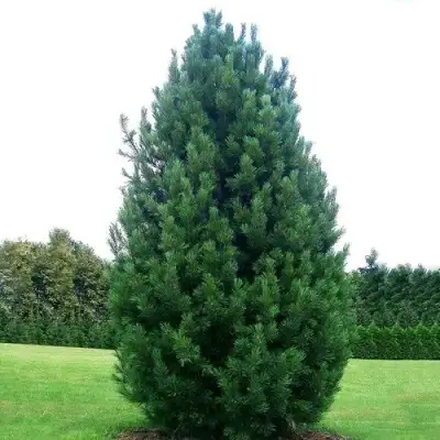 Сосна кедровая европейская в Слуцке