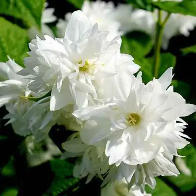 Жасмин ДАМ БЛАНШ в Слуцке