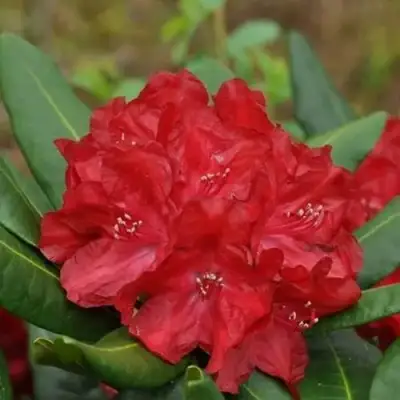 Рододендрон БУЗУКИ в Слуцке