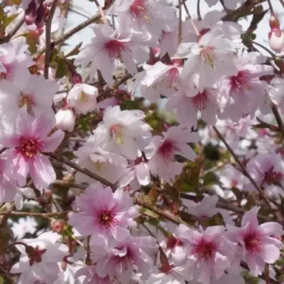 Сакура МИКИНОРИ в Слуцке