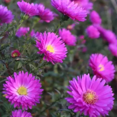 Астра КАРМИНКУППЕЛЬ в Слуцке