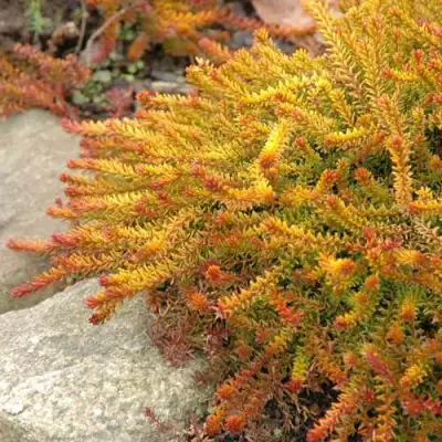 Водяника БЕРНШТЕЙН черная в Слуцке