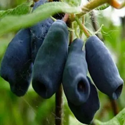 Жимолость съедобная НАРЫМСКАЯ в Слуцке