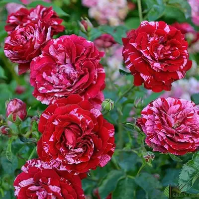 Роза ДИП ИМПРЕШН флорибунда в Слуцке