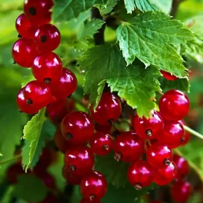Смородина красная РОЛАН в Слуцке