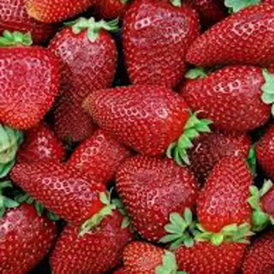 Клубника СКАЛА в Слуцке