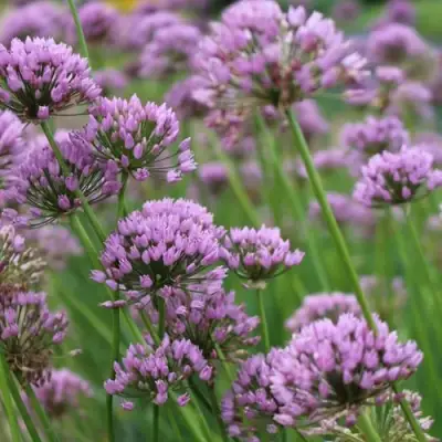 Лук угловатый в Слуцке