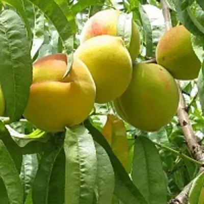 Персик СЕЯНЕЦ СТАРКА в Слуцке