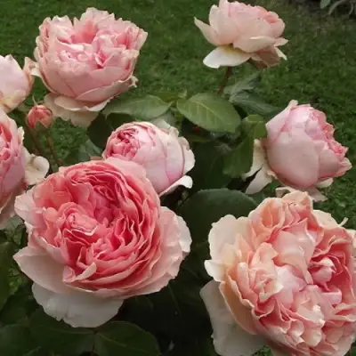 Роза ФИЛИНГ чайно-гибридная в Слуцке