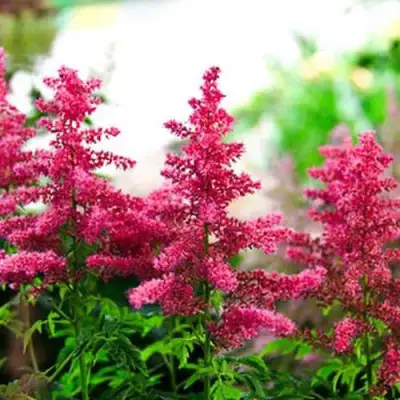 Астильба ЮНИК КАРМИН гибридная в Слуцке