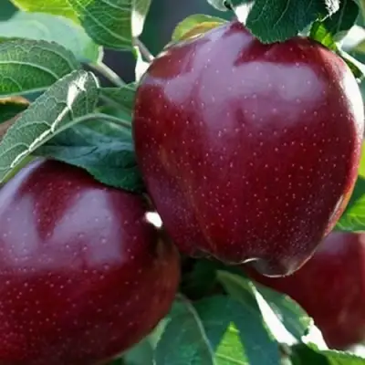Яблоня РЕД ЧИФ в Слуцке