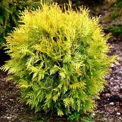 Туя ГЛОБОЗА АУРЕА западная в Слуцке