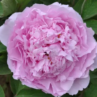 Пион ПРОЗРАЧНАЯ РОСА древовидный в Слуцке