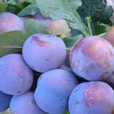 Слива НАГРАДА НЕМАНСКАЯ в Слуцке