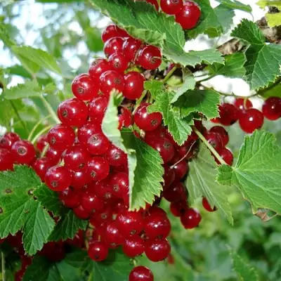 Смородина красная ГОЛЛАНДСКАЯ КРАСНАЯ в Слуцке