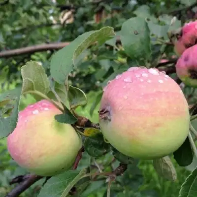 Яблоня УТРО в Слуцке