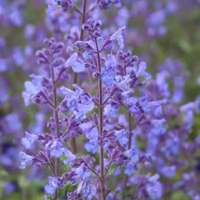 Котовник КИТ КЭТ фассена в Слуцке