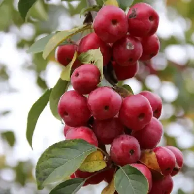 Яблоня РЕД ОБЕЛИСК колонновидная в Слуцке