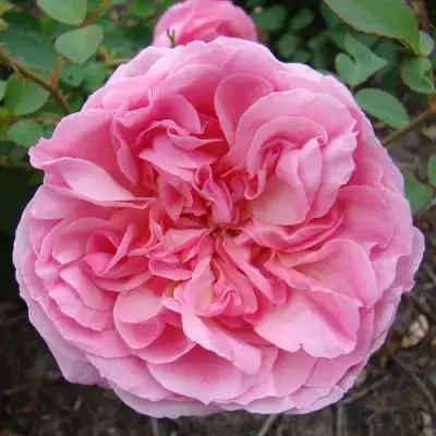 саженцы розы Хайди Холл