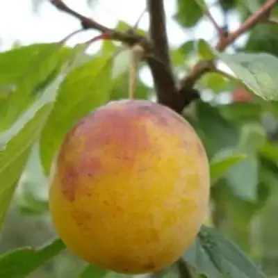 Слива ЯХОНТОВАЯ в Слуцке