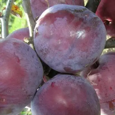 Слива ПАННА в Слуцке