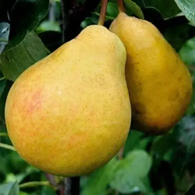 Груша ВЕЛИКАЯ ЛЕТНЯЯ (БОЛЬШАЯ ЛЕТНЯЯ) в Слуцке