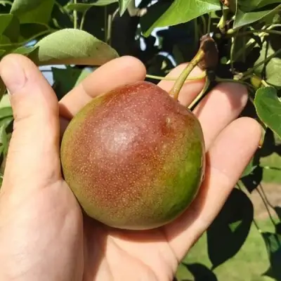 Груша КУПАЛА в Слуцке