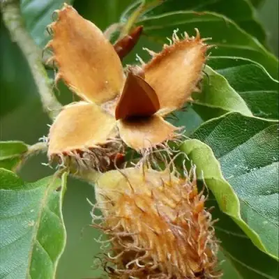 Бук обыкновенный в Слуцке