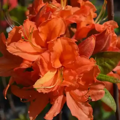 Азалия МАНДАРИН ЛАЙТС листопадная в Слуцке