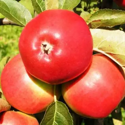 Яблоня СЯБРЫНА в Слуцке