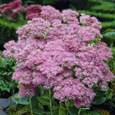 Очиток (седум) БРИЛЛИАНТ в Слуцке