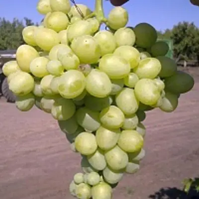 Виноград АРКАДИЯ в Слуцке